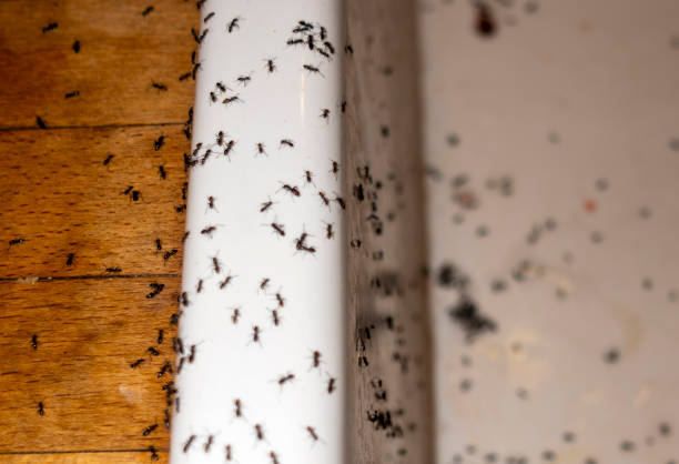 Best Ant Control Services  in Madison Lake, MN